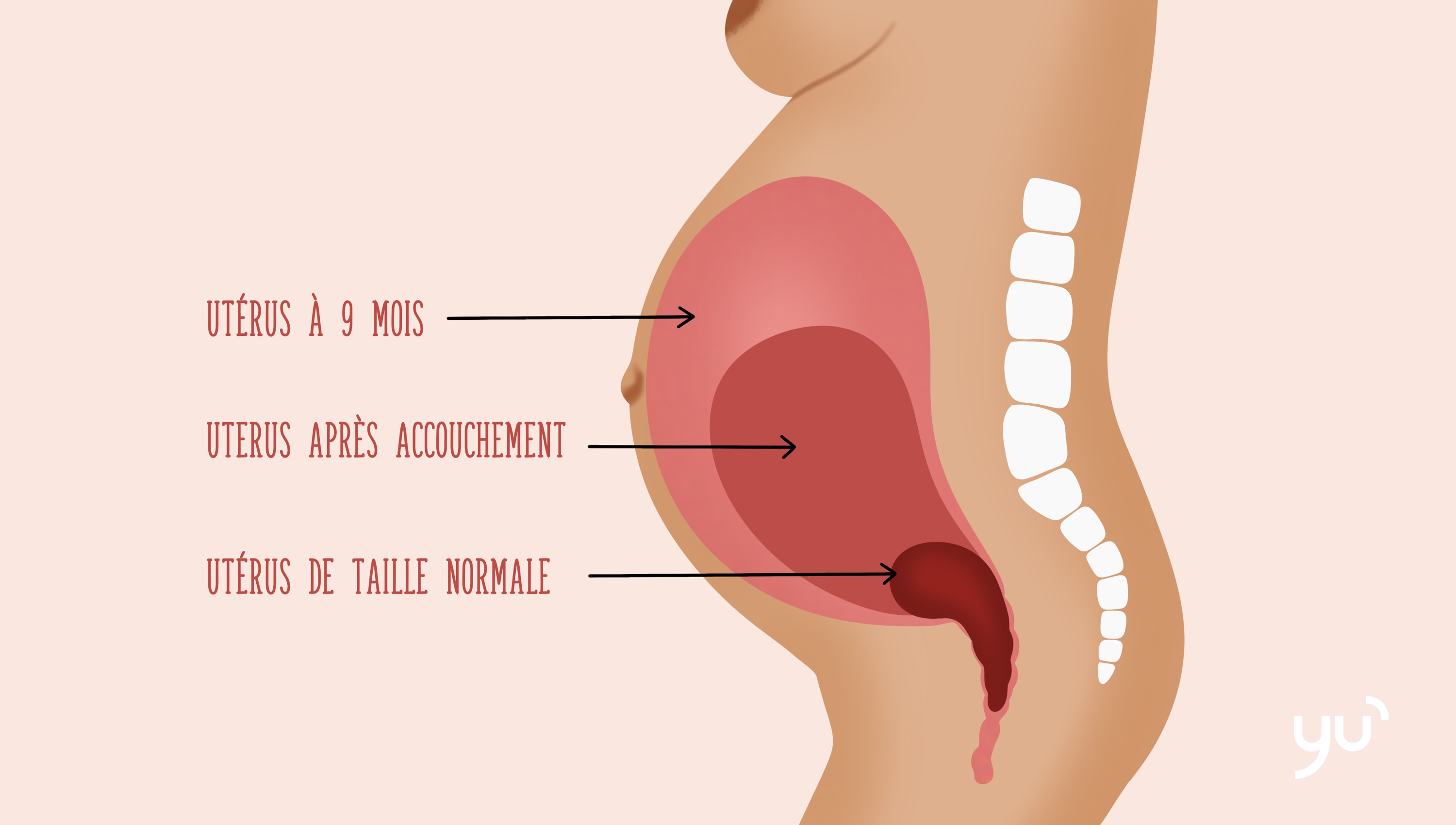 Comment l’utérus se rétablit après la grossesse ?