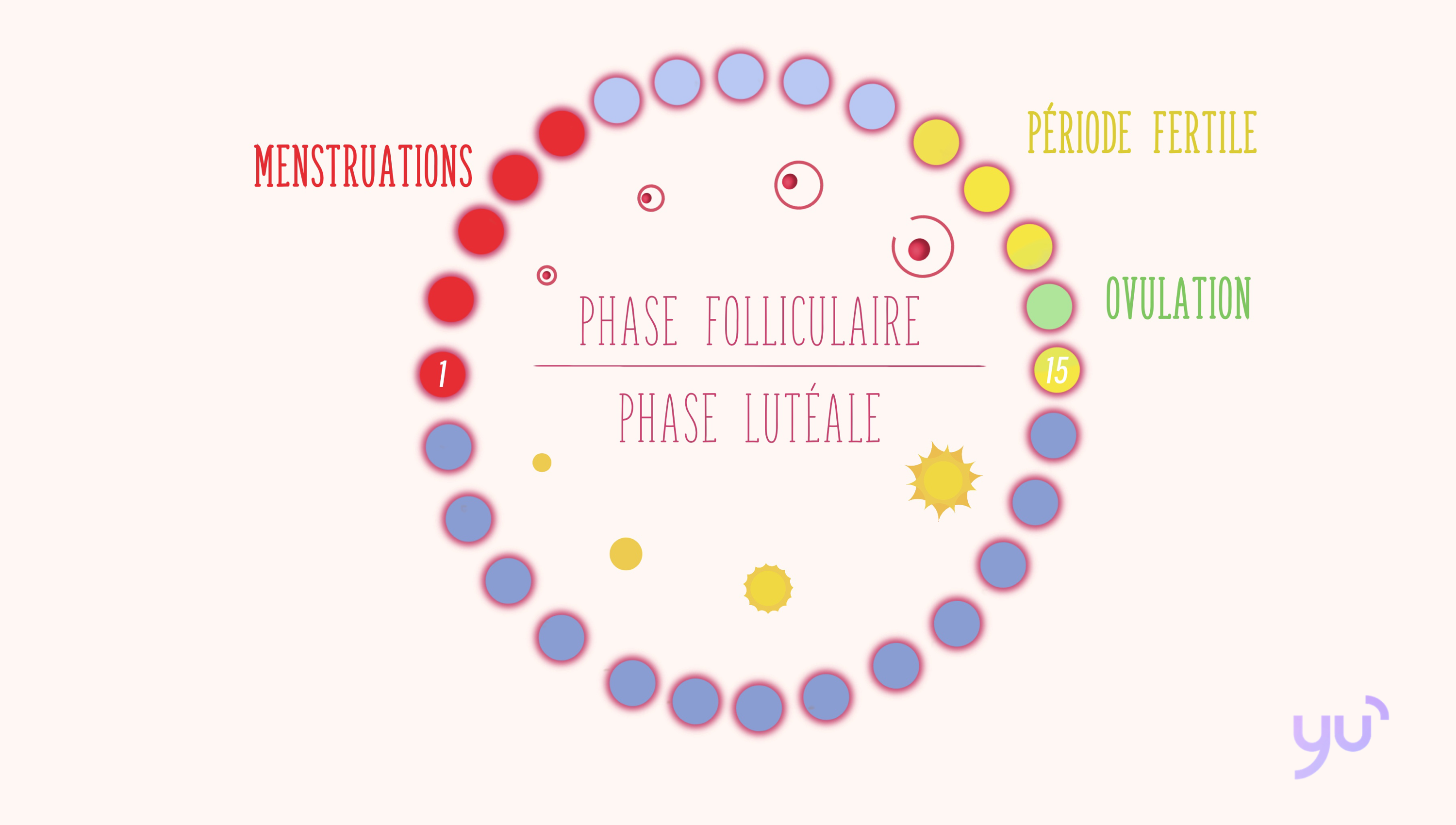 Comprendre les deux phases de votre cycle