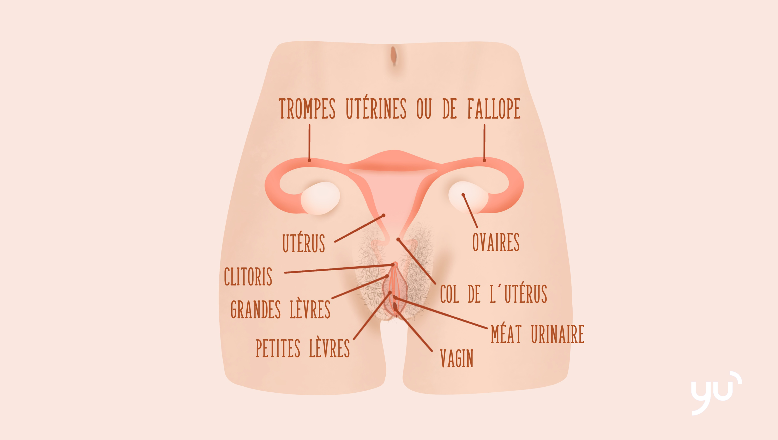 Tout sur le vagin : anatomie et évolution du vagin au fil du temps