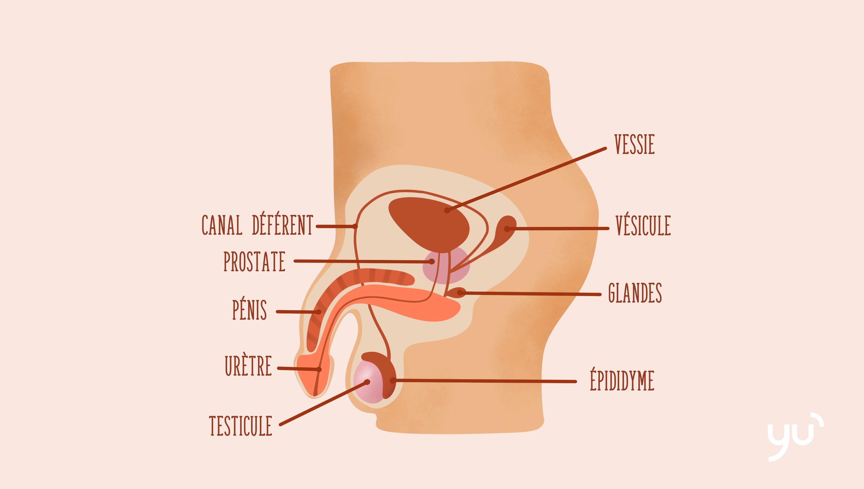 Les organes génitaux masculins