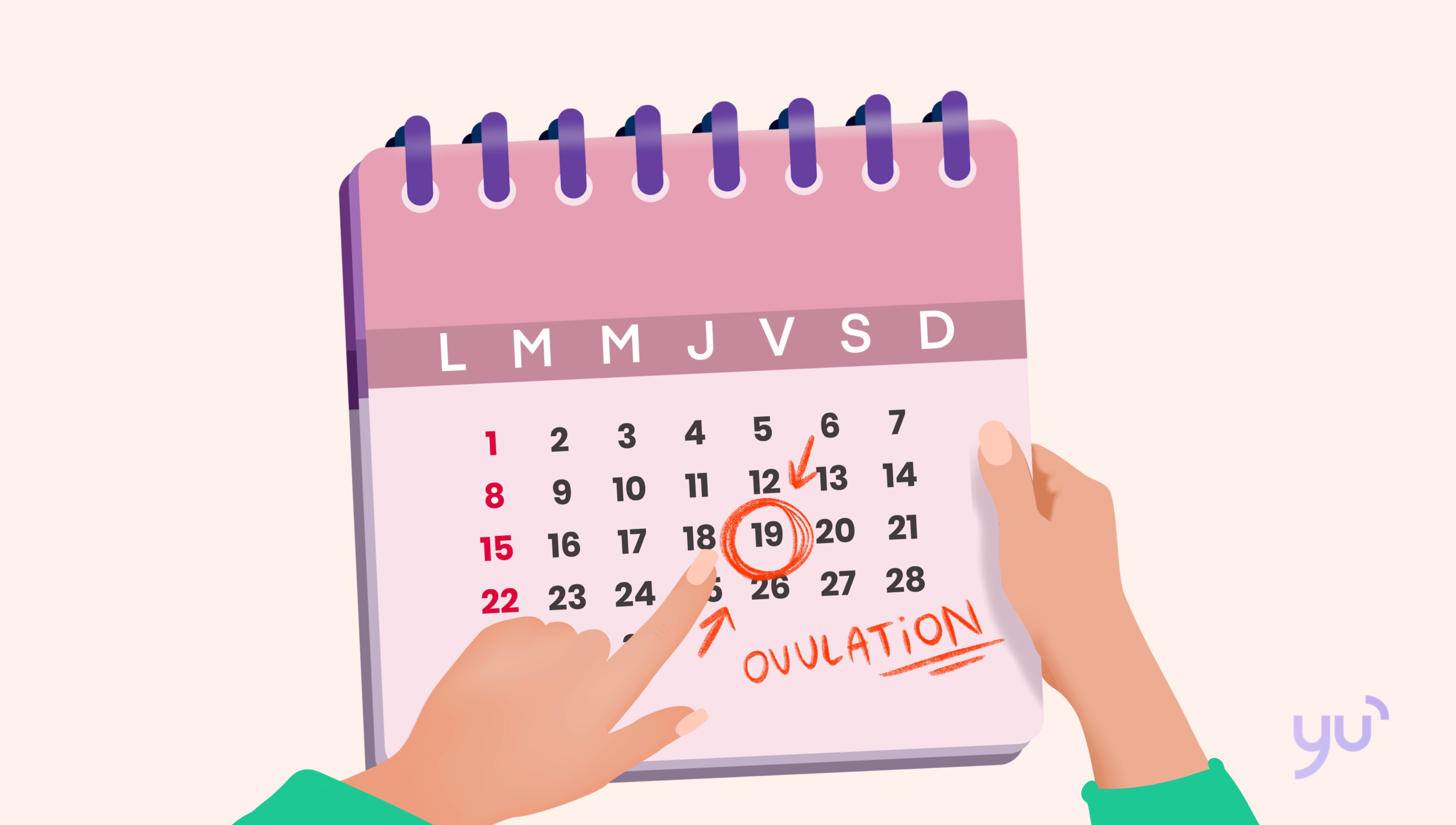 Comprendre et calculer vos jours fertiles : un guide pratique