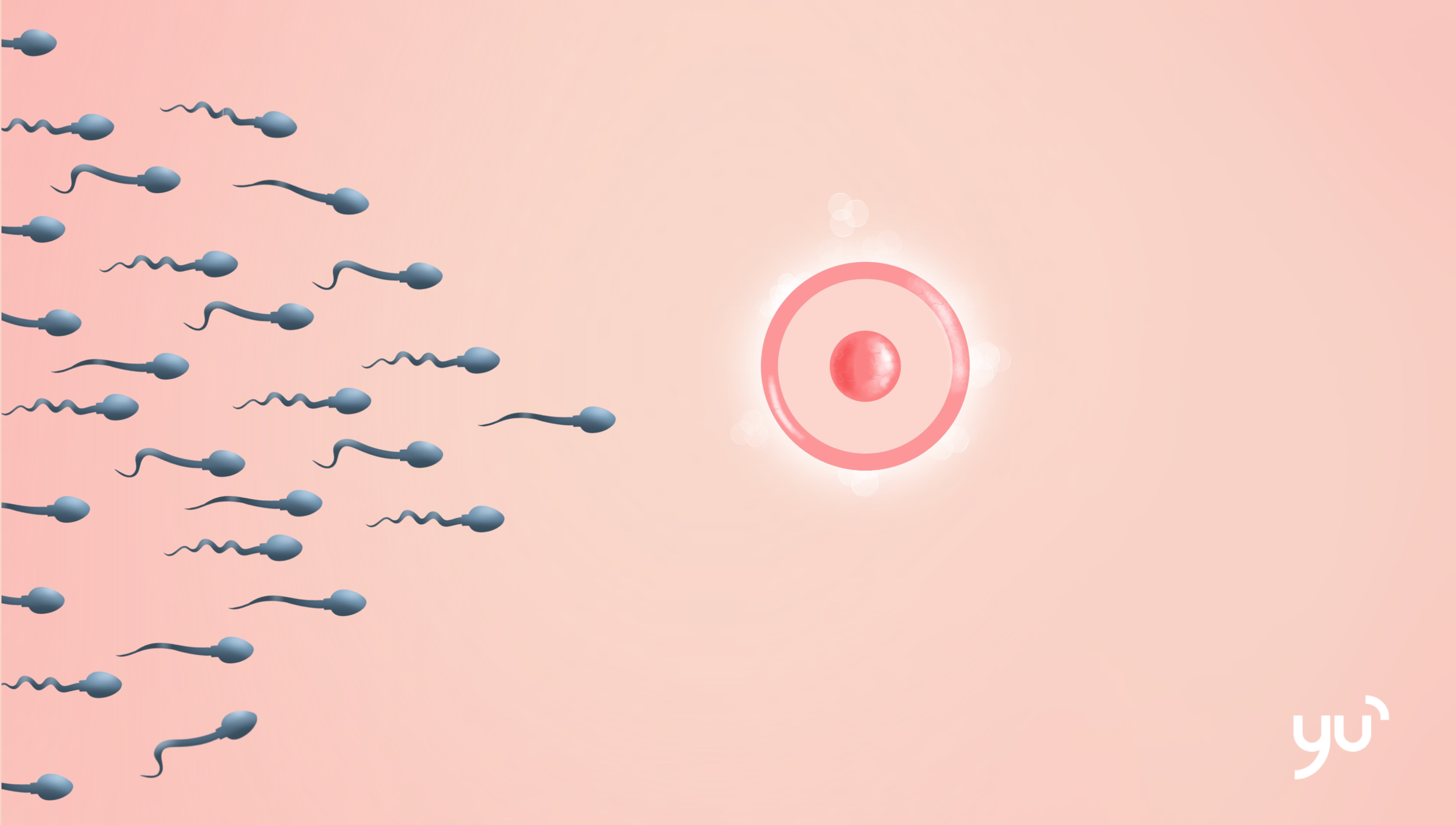 Étapes de la conception : du sperme à l’embryon