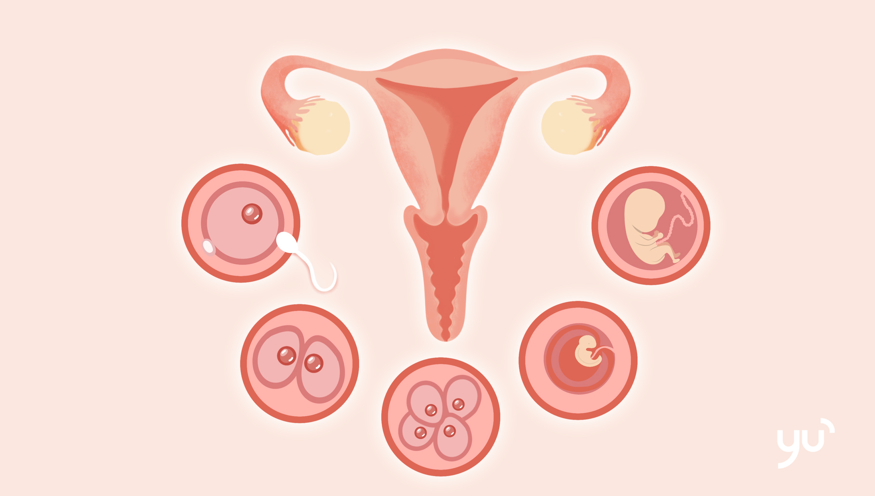 Embryon, fœtus, bébé : quelles différences ?