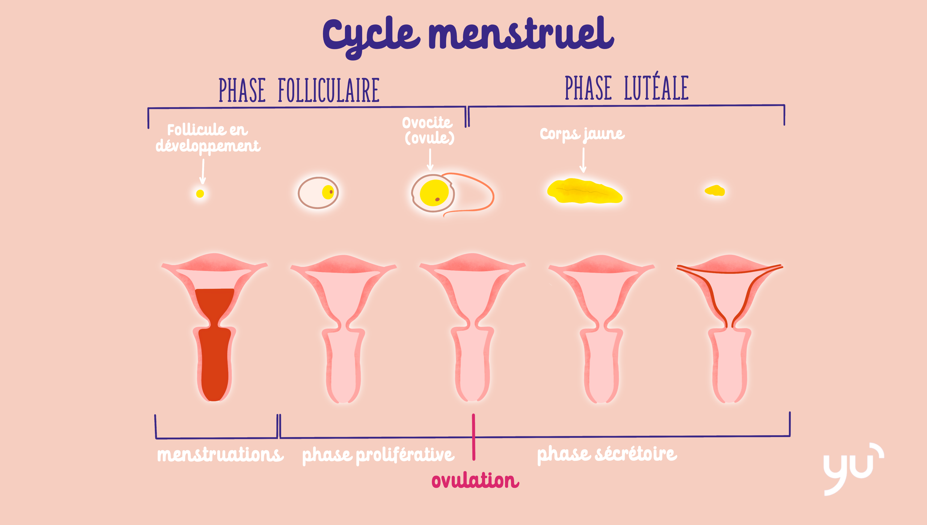 Que se passe-t-il pendant la phase lutéale ?