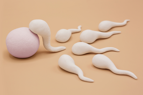 Que devient un ovule non fécondé ?