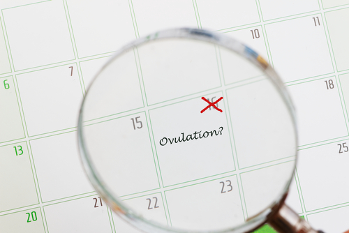 Qu’est ce que l’ovulation ?