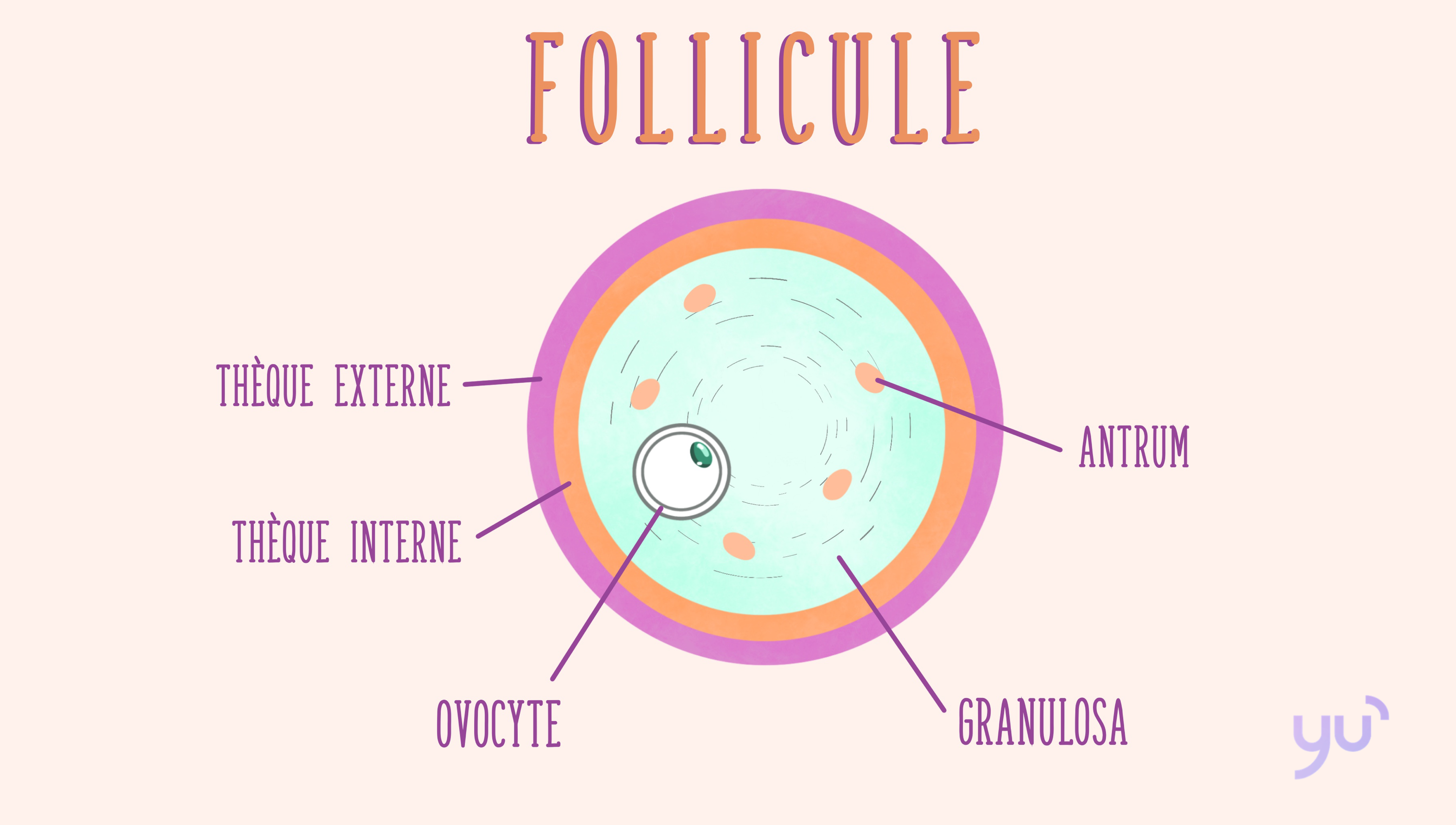 Follicules ovarien : définition et rôle