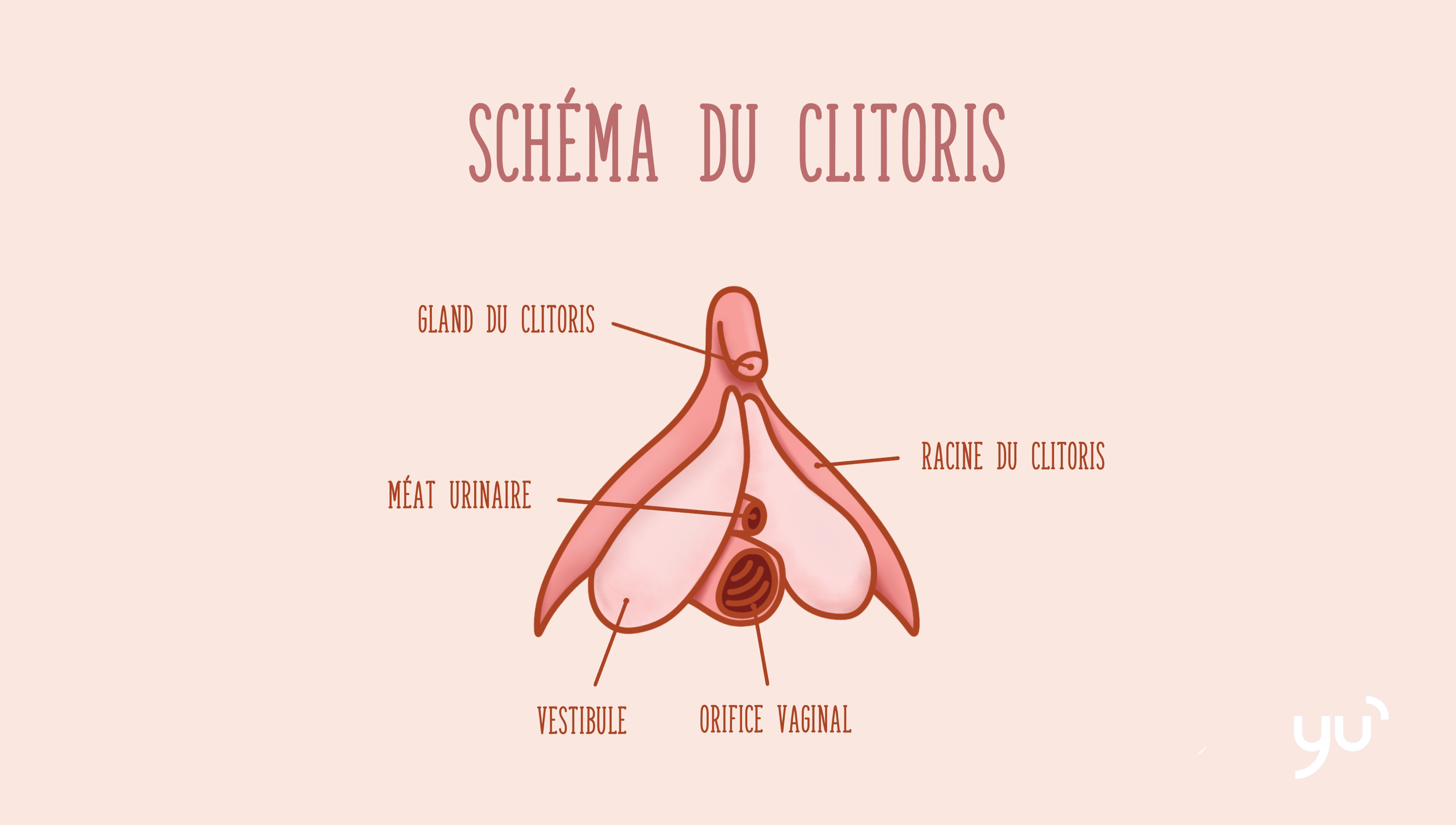 Qu’est ce que le clitoris ?